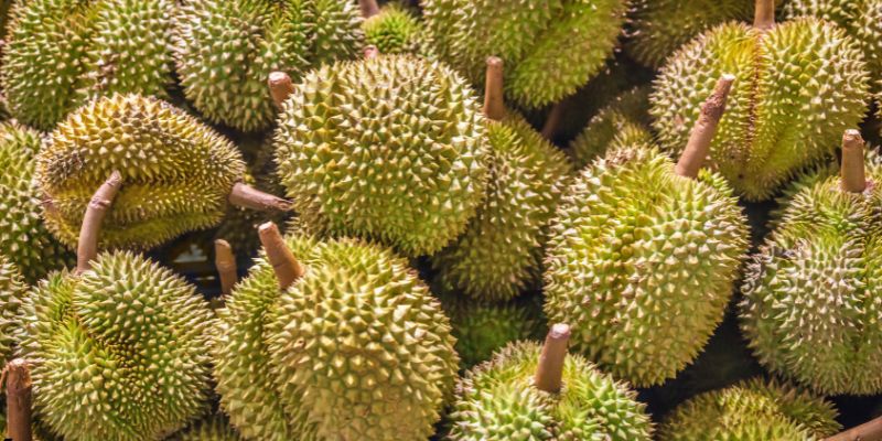 Quy cách đóng gói gửi hàng sầu riêng sang Trung Quốc
