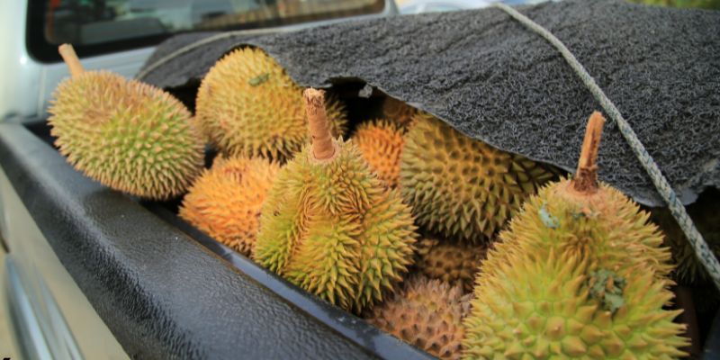 Tiêu chuẩn gửi hàng sầu riêng sang Trung Quốc hiện nay