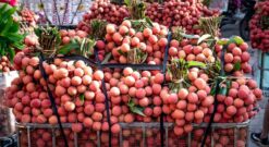 Gửi Hàng Vải Thiều Sang Trung Quốc