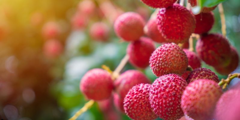 Tình hình gửi hàng vải thiều sang Trung Quốc hiện nay