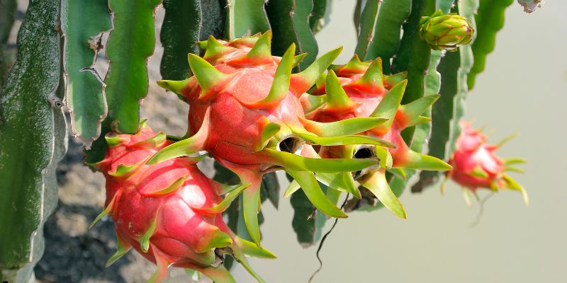 Quy trình các bước gửi thanh long đi Trung Quốc từ Việt Nam cơ bản.