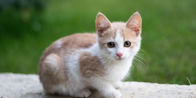 Dịch vụ vận chuyển thú cưng uy tín từ Việt Nam đi Trung Quốc