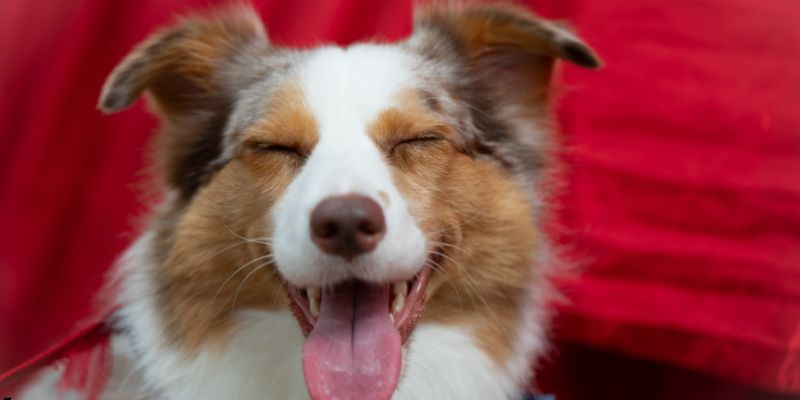 Dịch vụ vận chuyển thú cưng uy tín từ Việt Nam sang Trung Quốc